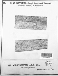 Chaetophoma sabal image